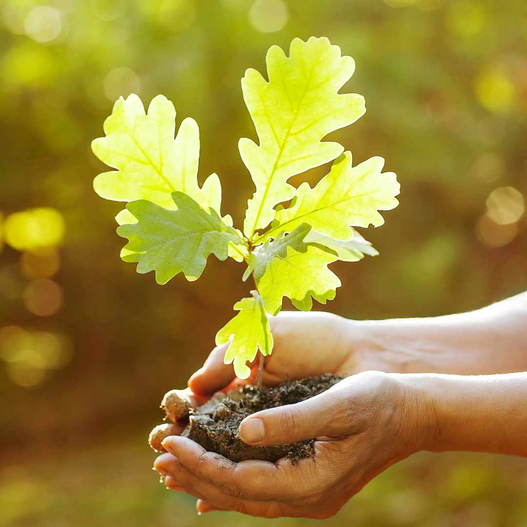 Image shows a small oak tree sapling with bright green leaves, the roots still in soil, being carefully held by a pair of hands